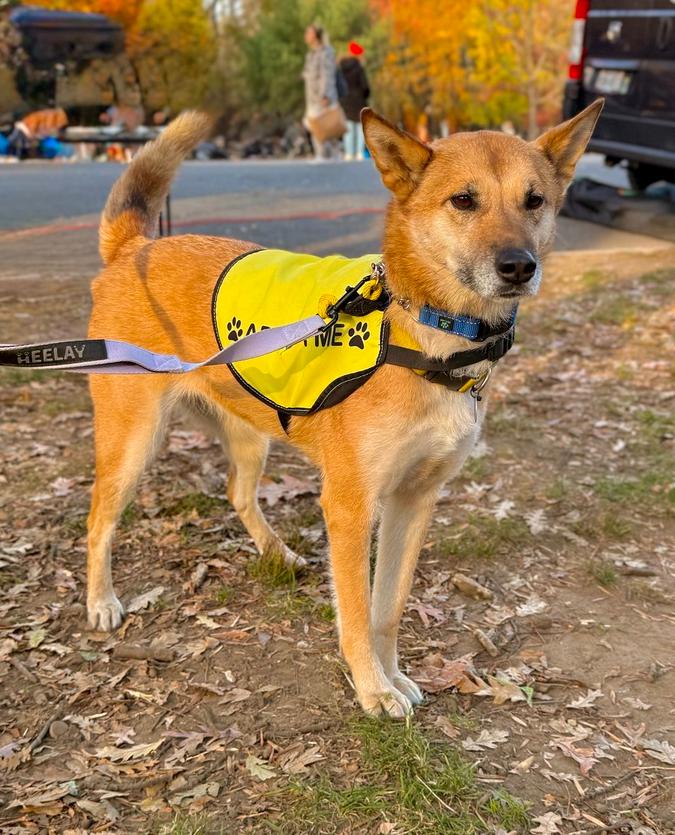Enlarge Hailey, a Adoptable mixed breed in Long Island City, NY image 4/6