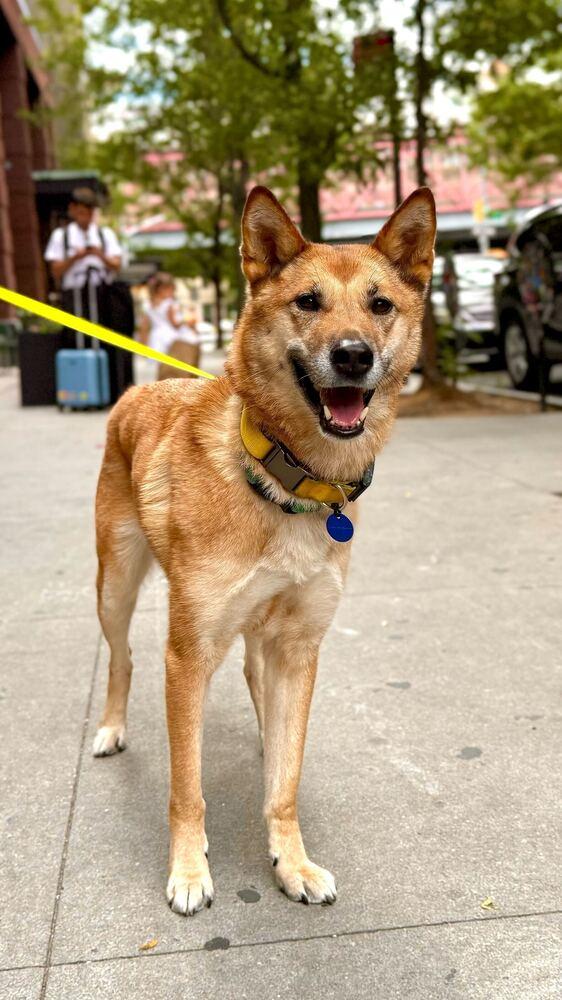 Enlarge Hailey, a Adoptable mixed breed in Long Island City, NY image 5/6