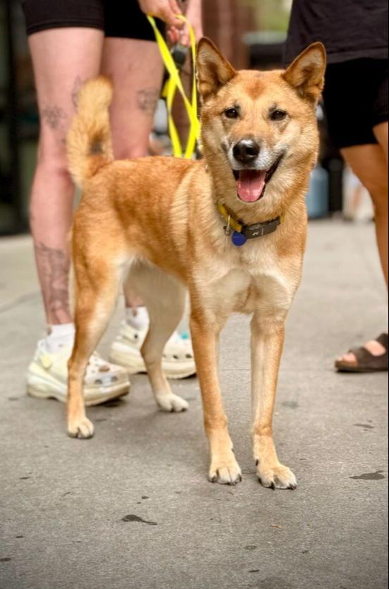 Enlarge Hailey, a Adoptable mixed breed in Long Island City, NY image 6/6