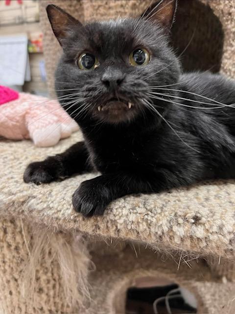 Onyx, Adoptable, Adult Female Domestic Short Hair.
