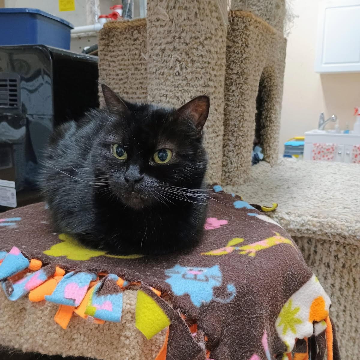 Enlarge Onyx, a Adoptable mixed breed in Sherwood, OR image 3/3