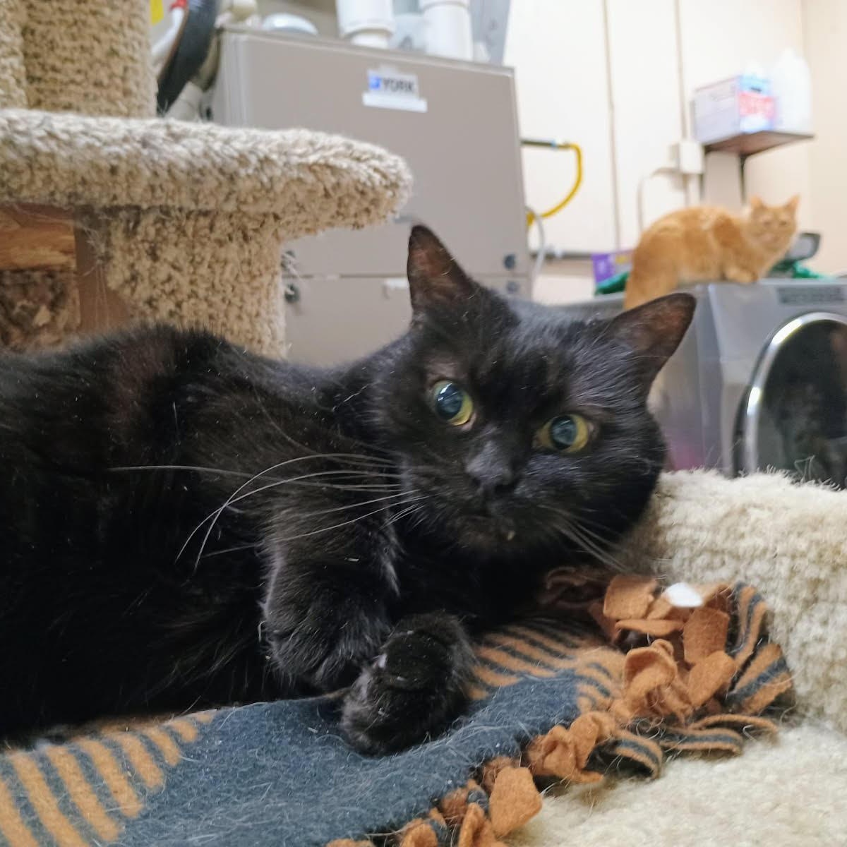 Enlarge Onyx, a Adoptable mixed breed in Sherwood, OR image 2/3