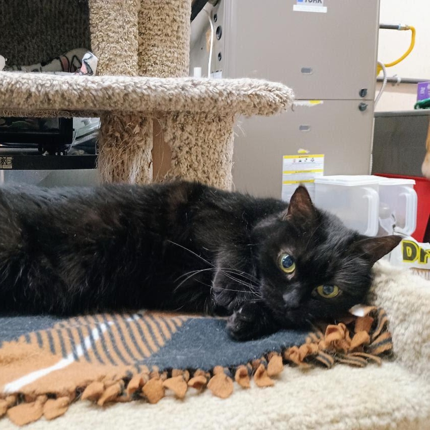 Onyx, Adoptable, Adult Female Domestic Short Hair.