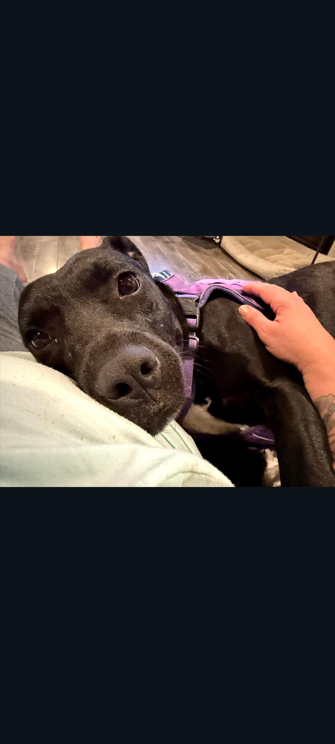 Truffle (Cornfield 6), Adoptable, Young Female Pit Bull Terrier.