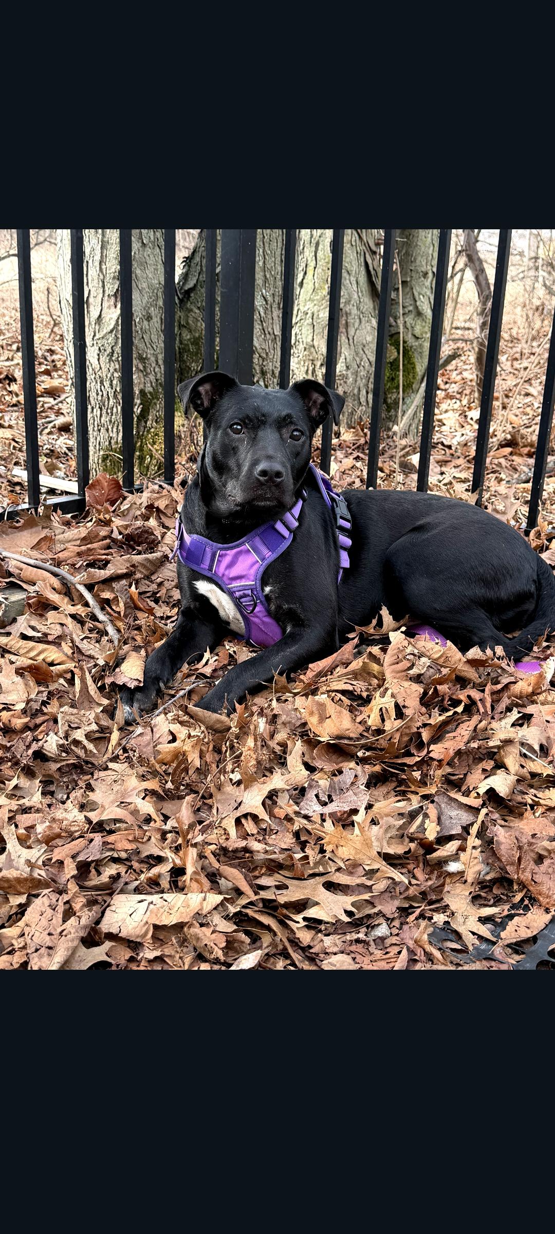 Enlarge Truffle (Cornfield 6), a Adoptable mixed breed in Lewis Center, OH image 2/6