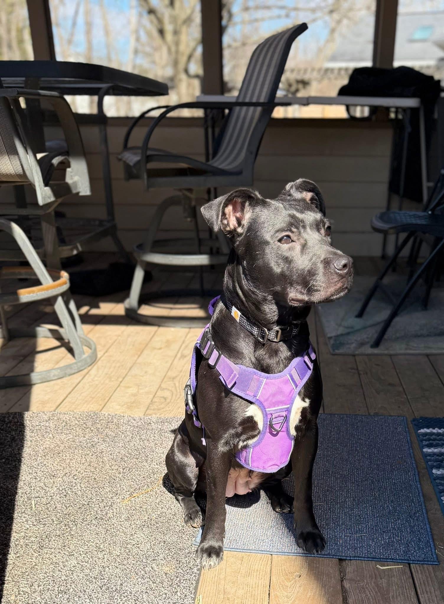 Enlarge Truffle (Cornfield 6), a Adoptable mixed breed in Lewis Center, OH image 3/6