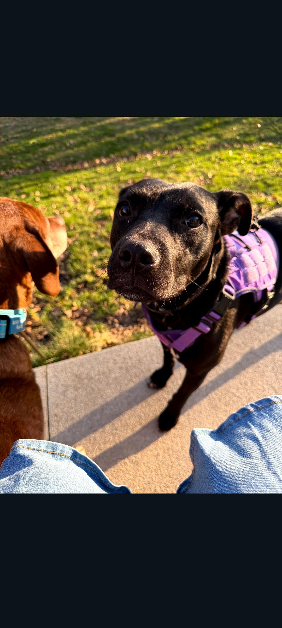 Enlarge Truffle (Cornfield 6), a Adoptable mixed breed in Lewis Center, OH image 4/6