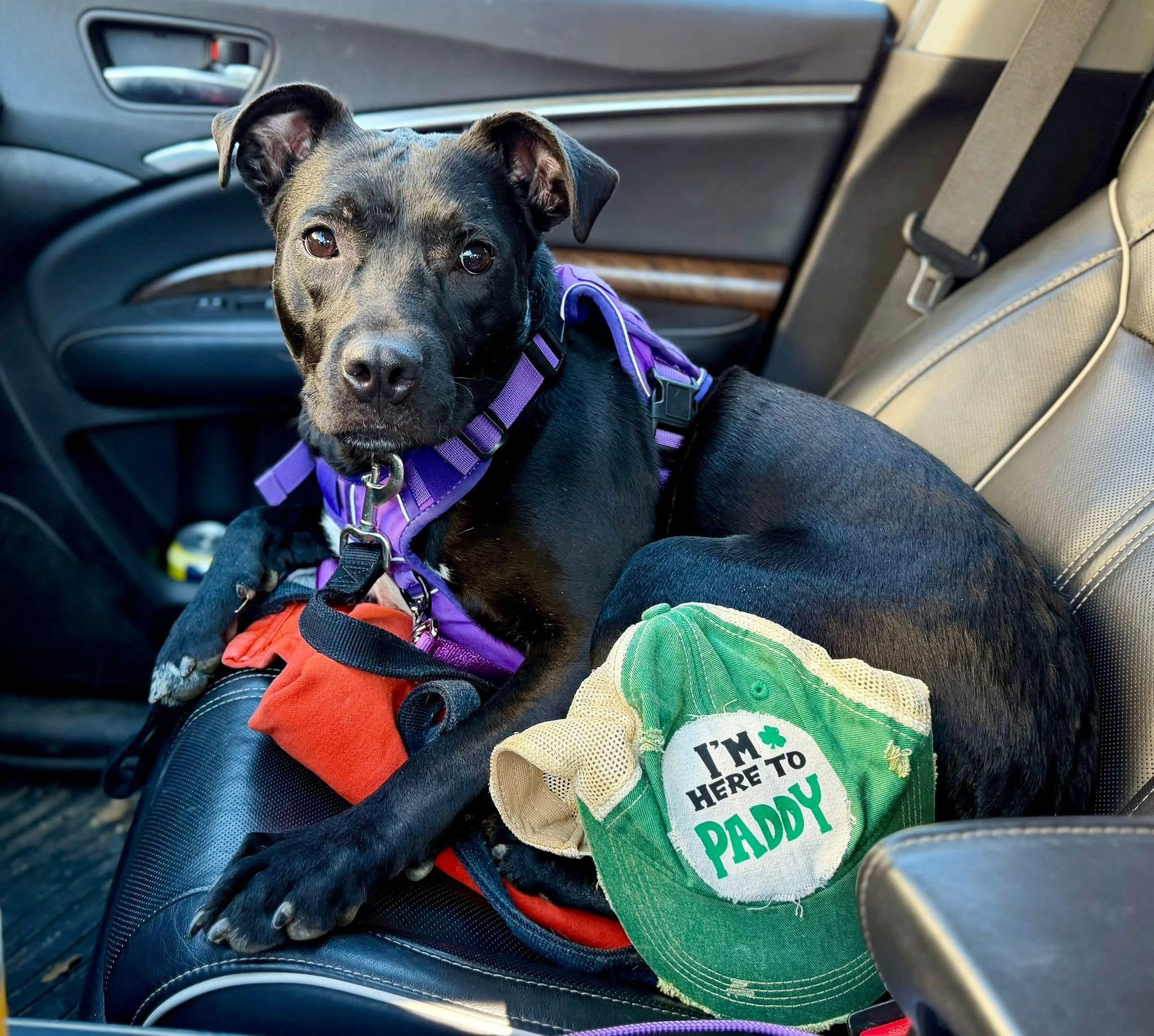 Enlarge Truffle (Cornfield 6), a Adoptable mixed breed in Lewis Center, OH image 5/6