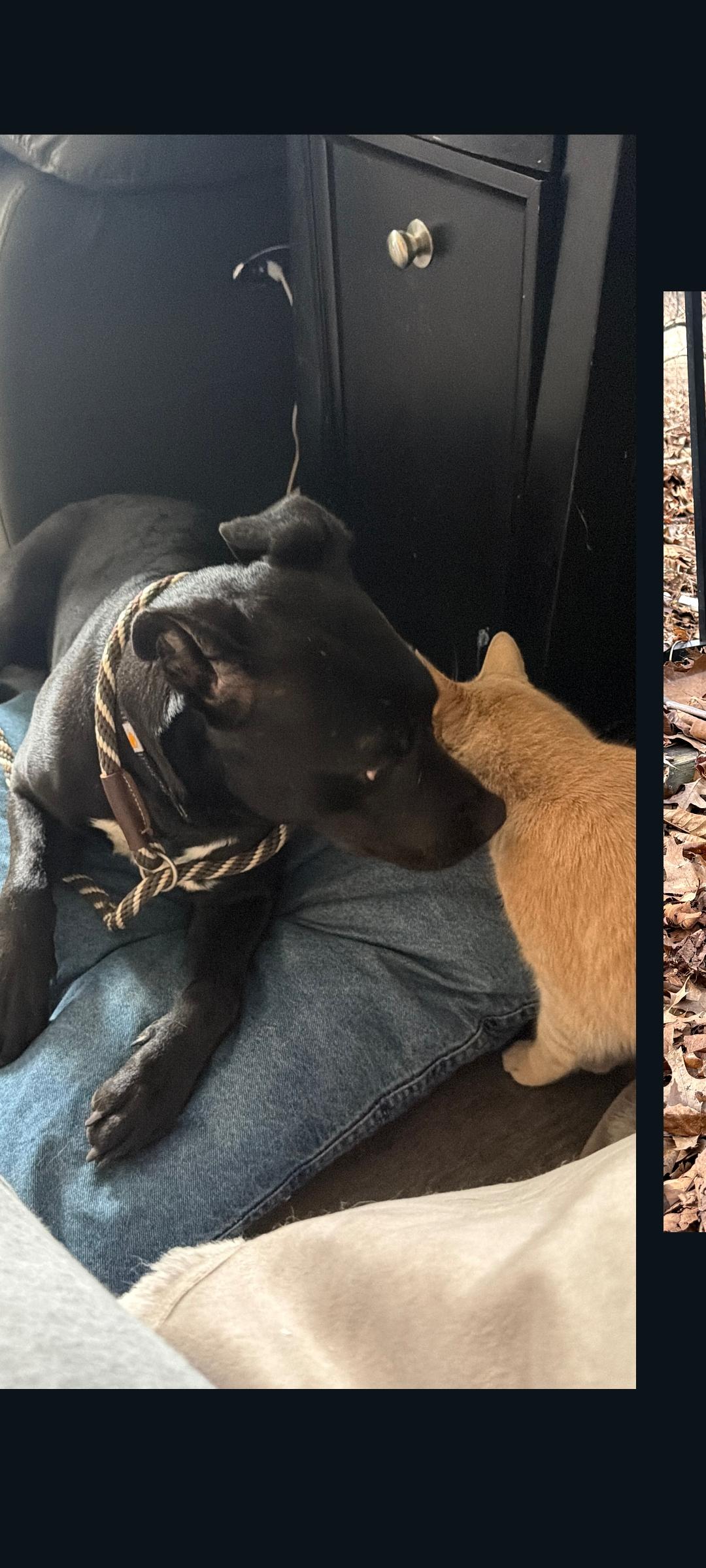 Enlarge Truffle (Cornfield 6), a Adoptable mixed breed in Lewis Center, OH image 6/6
