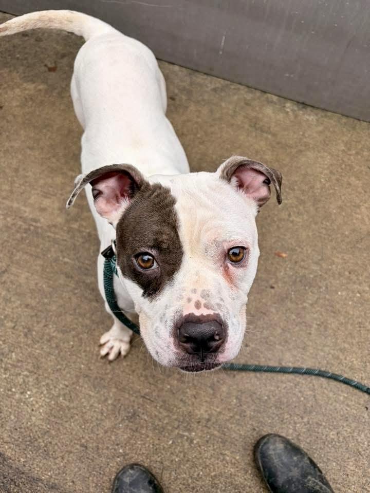 Sassoon, a ADOPTABLE Pit Bull Terrier in Chicago, IL image 3/5