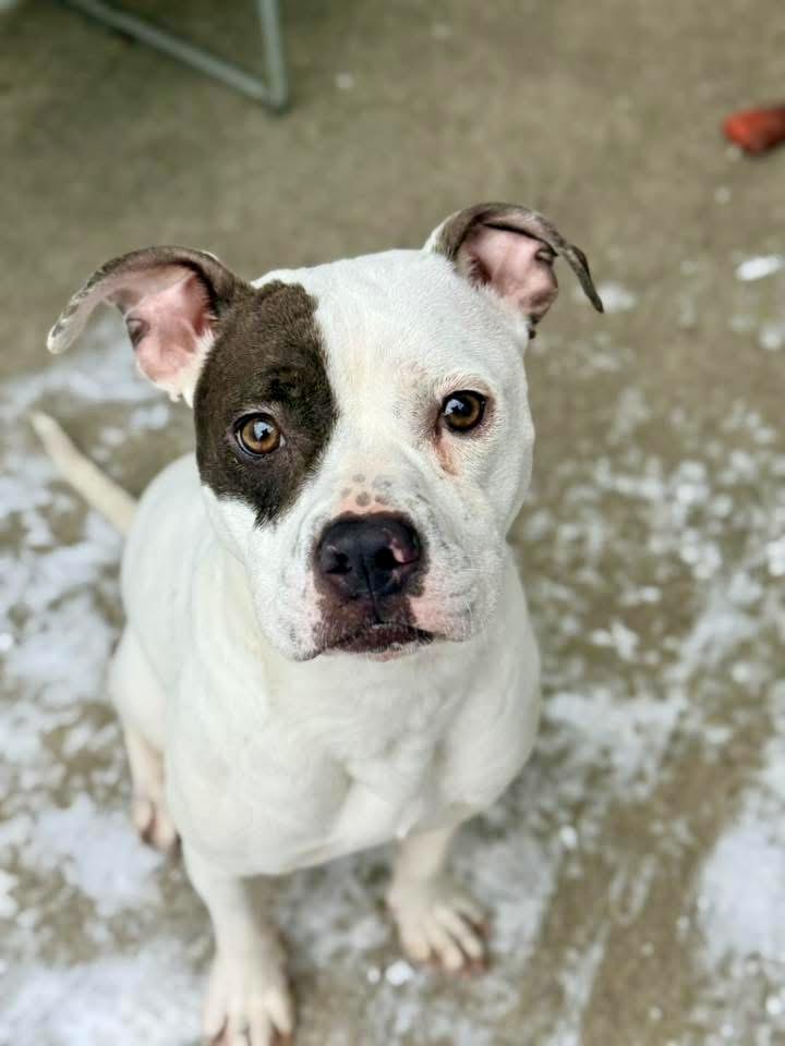 Sassoon, a ADOPTABLE Pit Bull Terrier in Chicago, IL image 2/5