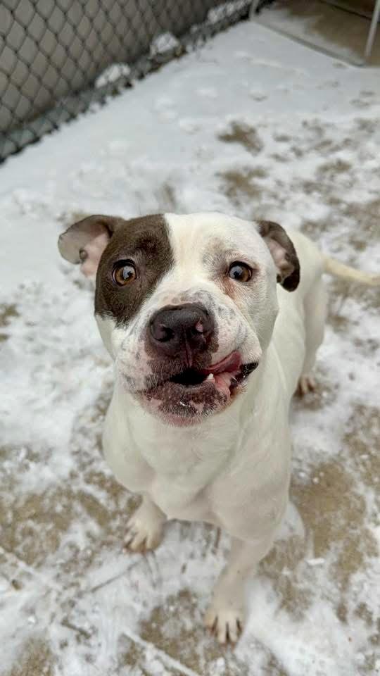 Sassoon, a ADOPTABLE Pit Bull Terrier in Chicago, IL image 4/5