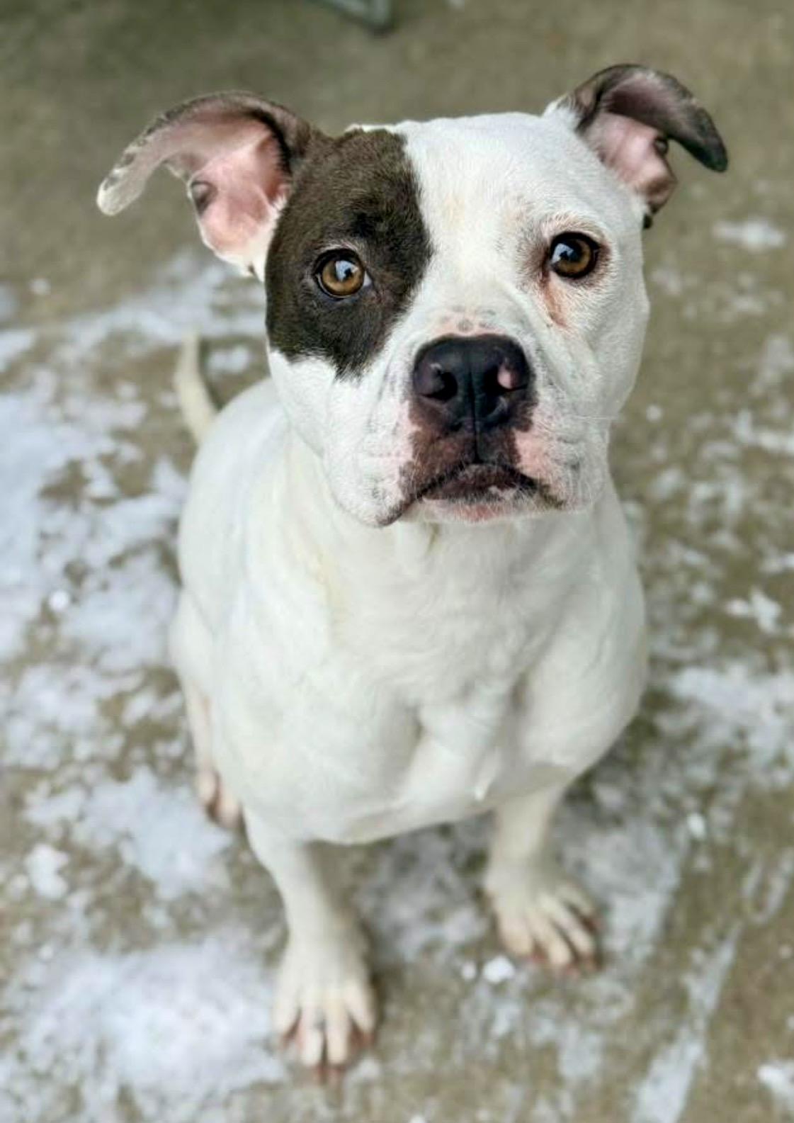 Sassoon, a ADOPTABLE Pit Bull Terrier in Chicago, IL image 1/5