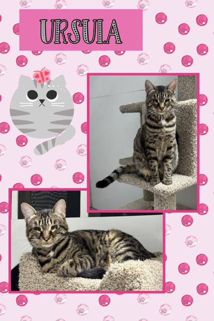 Enlarge Ursula, a Adoptable Domestic Short Hair in Kearney, NE image 1/1