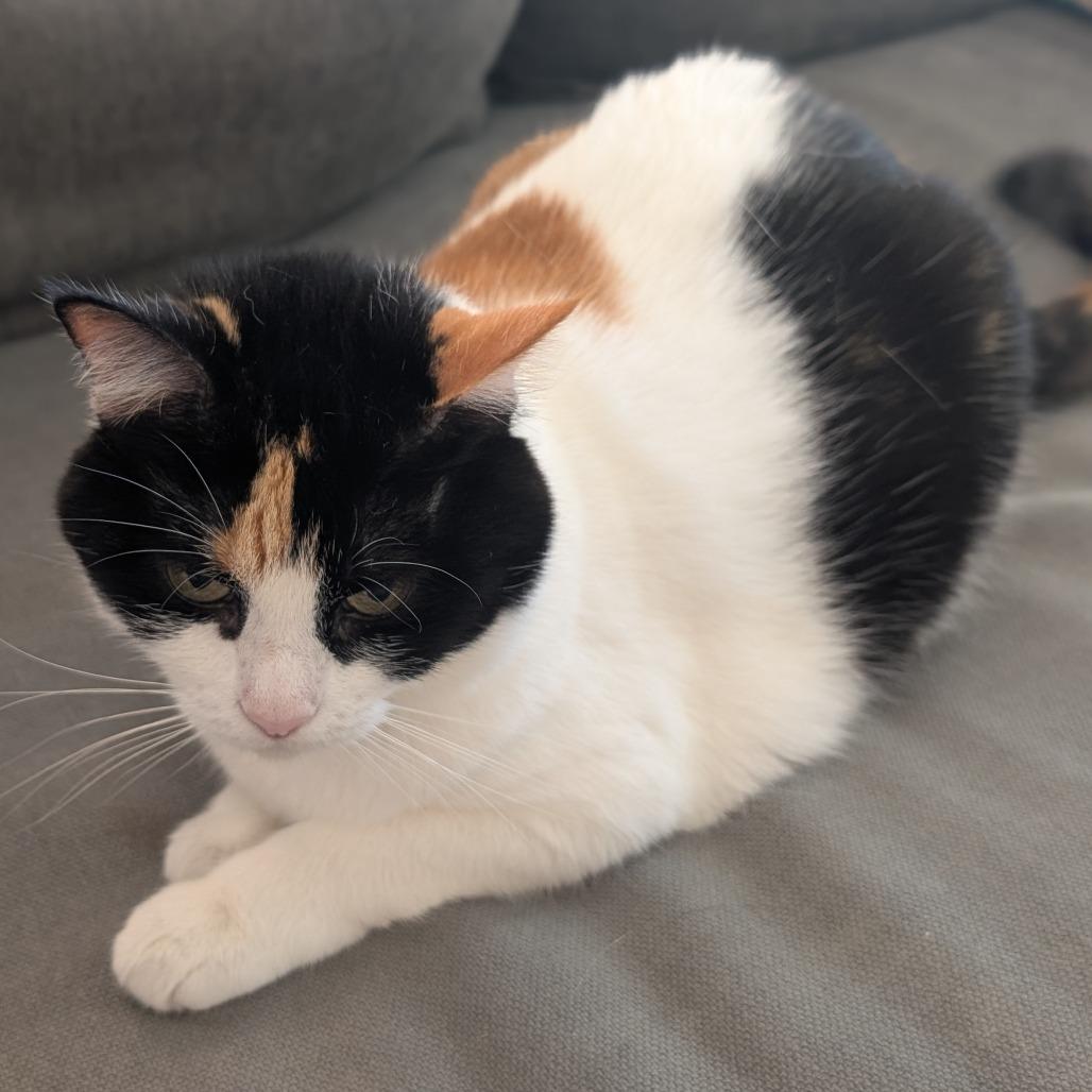 Cleo — thumbnail 3