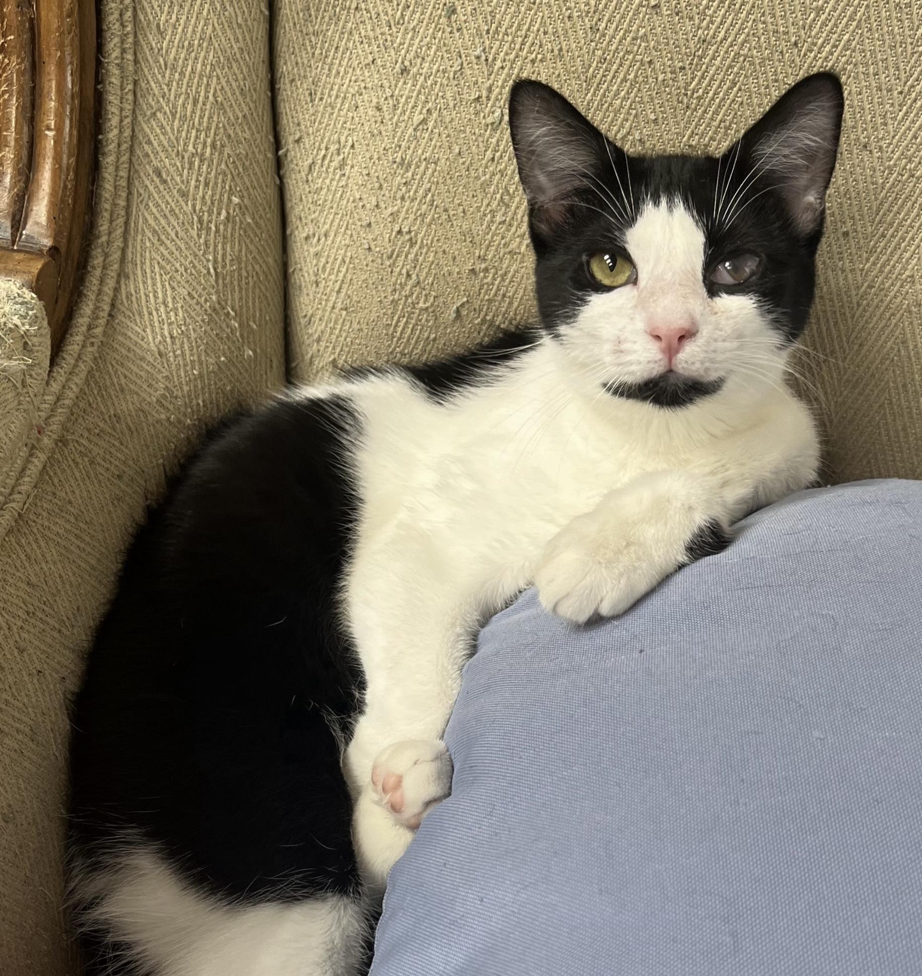 Magpie—cuddly, playful, purrfect, Adoptable, Kitten Female Domestic Short Hair.