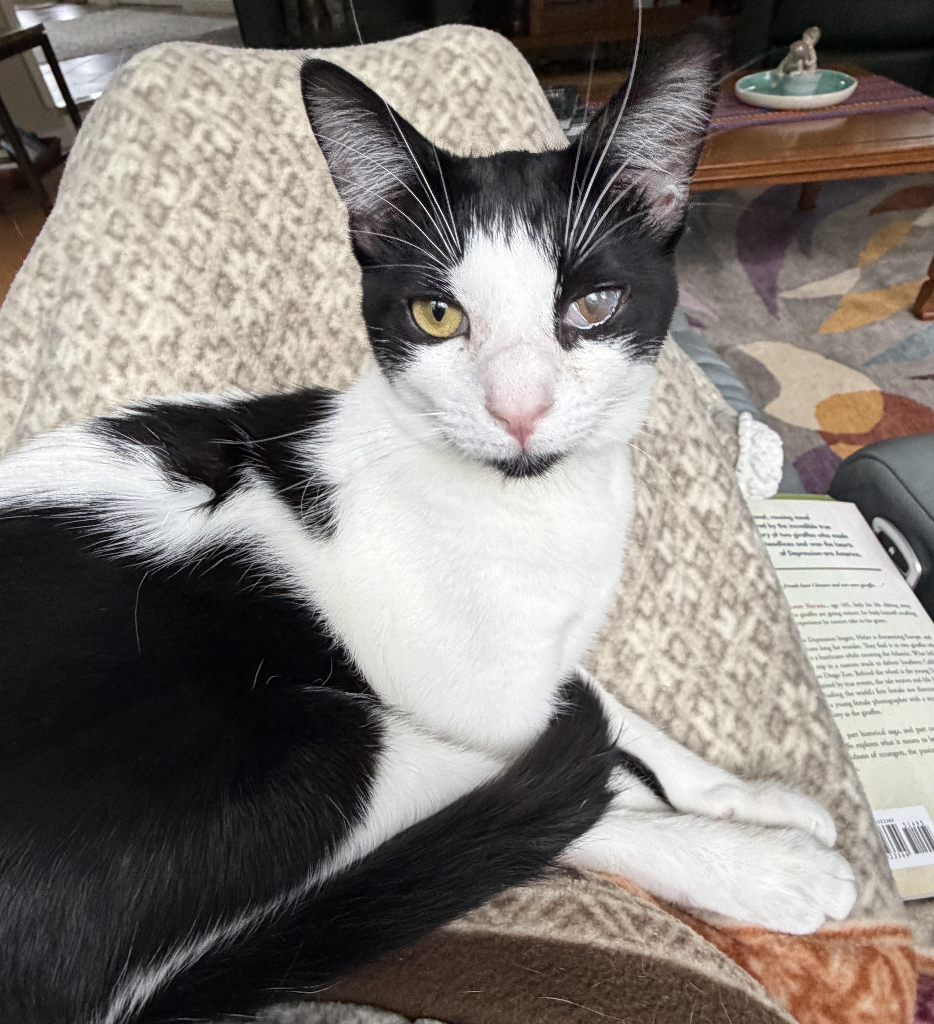 Enlarge Magpie—cuddly, playful, purrfect, a Adoptable Domestic Short Hair in East Hanover, NJ image 3/3