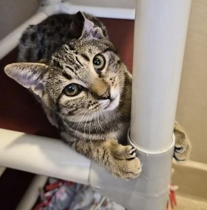 Enlarge Dog-eared, a Adoptable Domestic Short Hair in Pleasanton, CA image 1/3