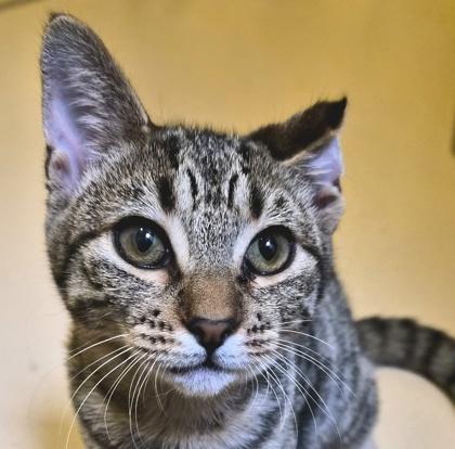 Enlarge Dog-eared, a Adoptable Domestic Short Hair in Pleasanton, CA image 2/3