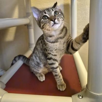 Enlarge Dog-eared, a Adoptable Domestic Short Hair in Pleasanton, CA image 3/3