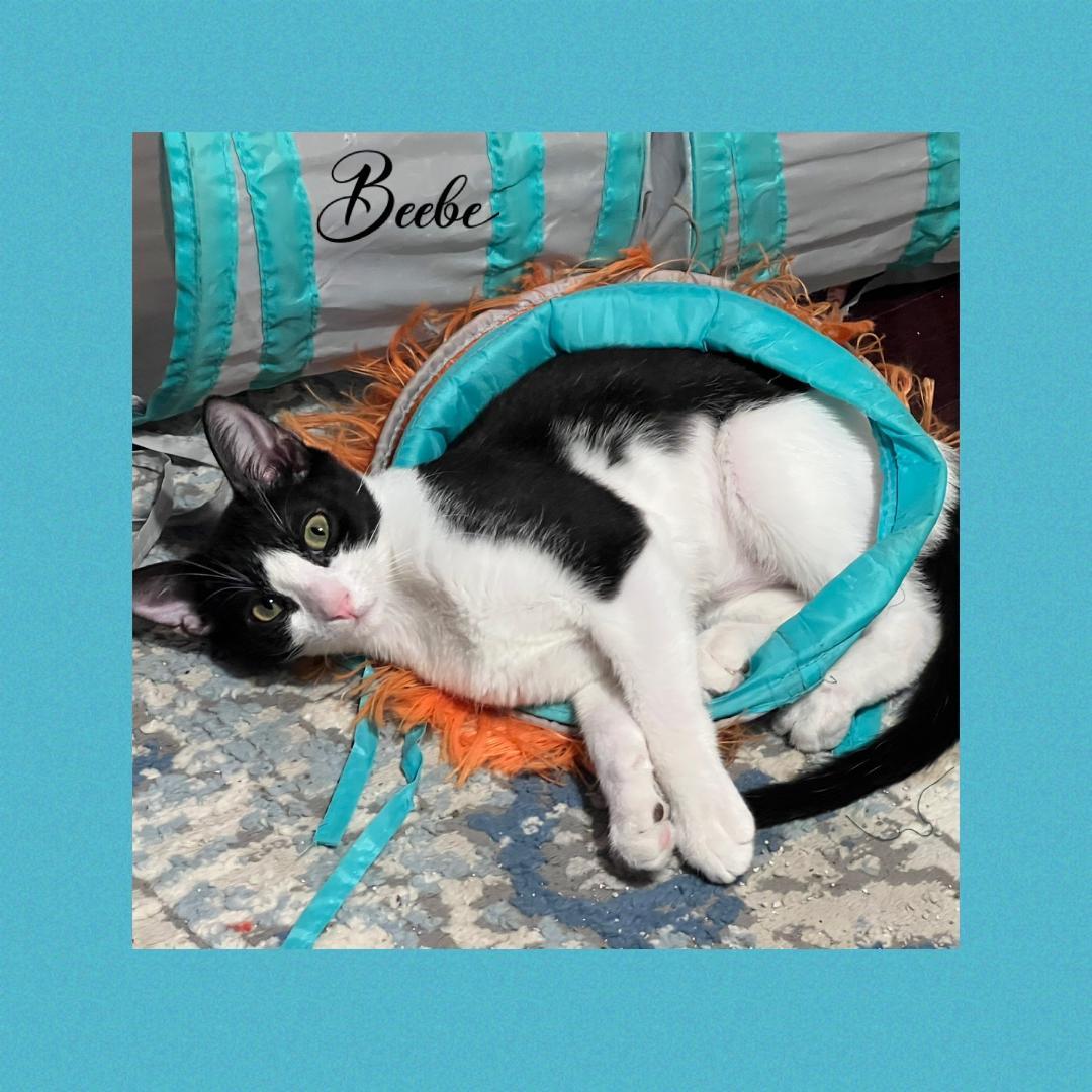 Enlarge Beebe, a Adoptable Domestic Short Hair in Gilroy, CA image 1/4