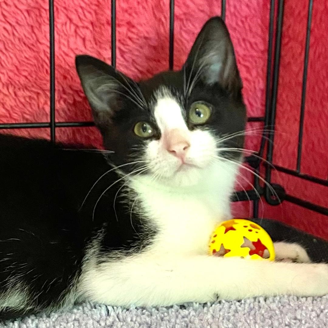 Enlarge Beebe, a Adoptable Domestic Short Hair in Gilroy, CA image 2/4