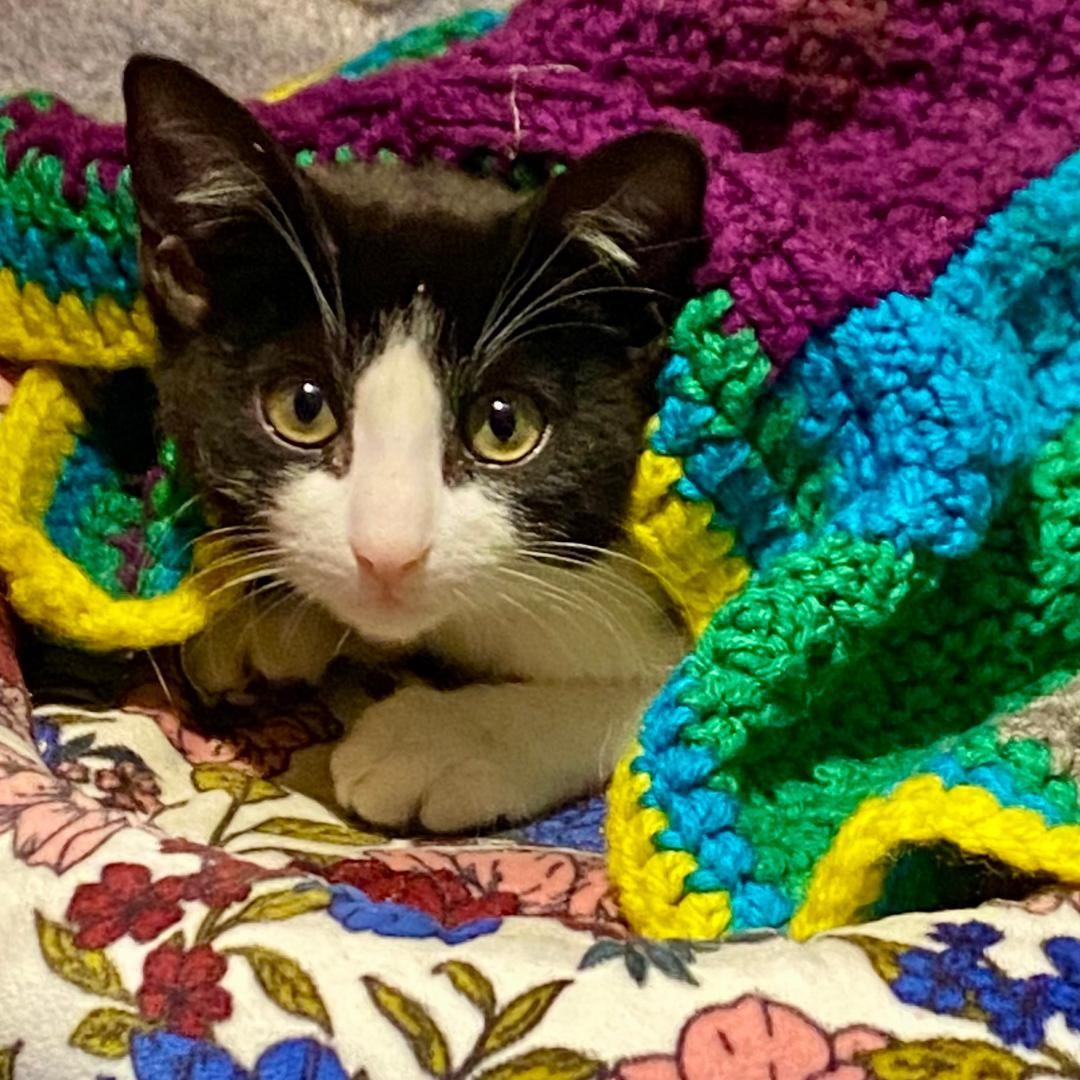 Enlarge Beebe, a Adoptable Domestic Short Hair in Gilroy, CA image 3/4