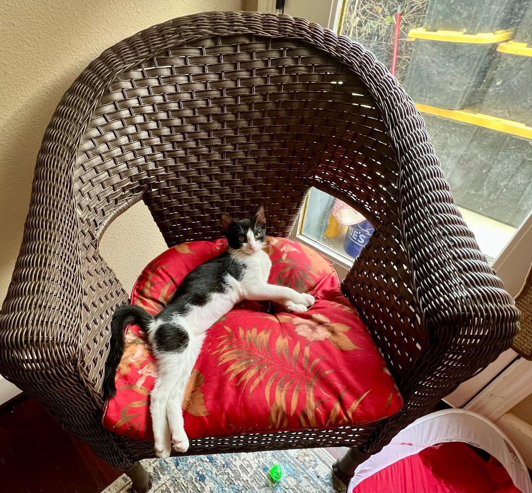 Enlarge Beebe, a Adoptable Domestic Short Hair in Gilroy, CA image 4/4