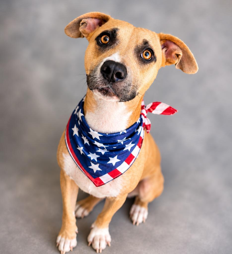 Enlarge Meadow, a Adoptable mixed breed in Hardeeville, SC image 1/1