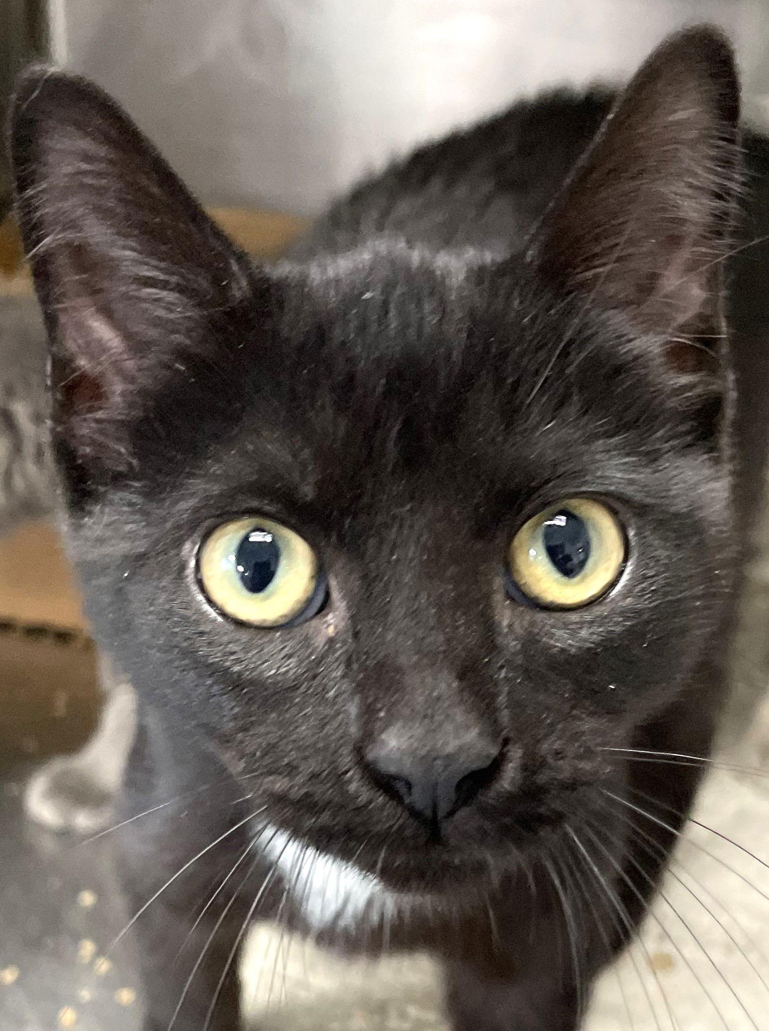 Eleven, Adoptable, Young Female Domestic Short Hair.