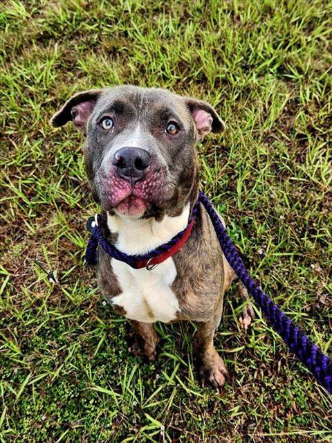 Enlarge PUMBA, a Adoptable Mixed Breed in Jacksonville, FL image 1/1