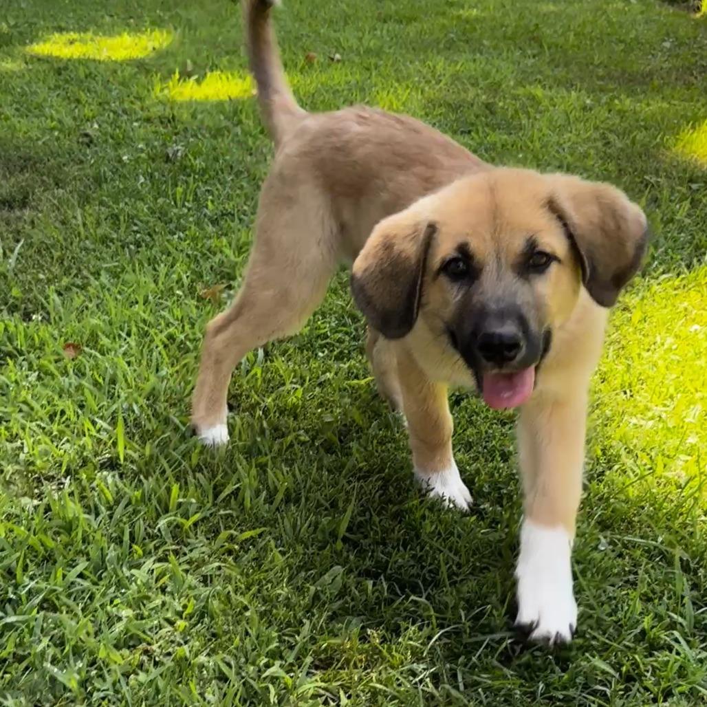 NY Blue (Foster in Yorktown Heights NY), Adoptable, Puppy Male Anatolian Shepherd & Mixed Breed.