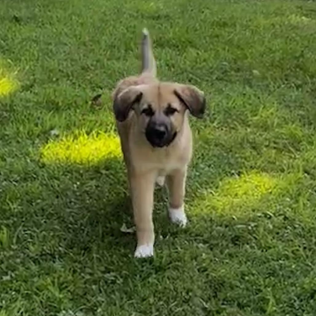 Enlarge NY Blue (Foster in Yorktown Heights NY), a Adoptable mixed breed in Eastford, CT image 2/4