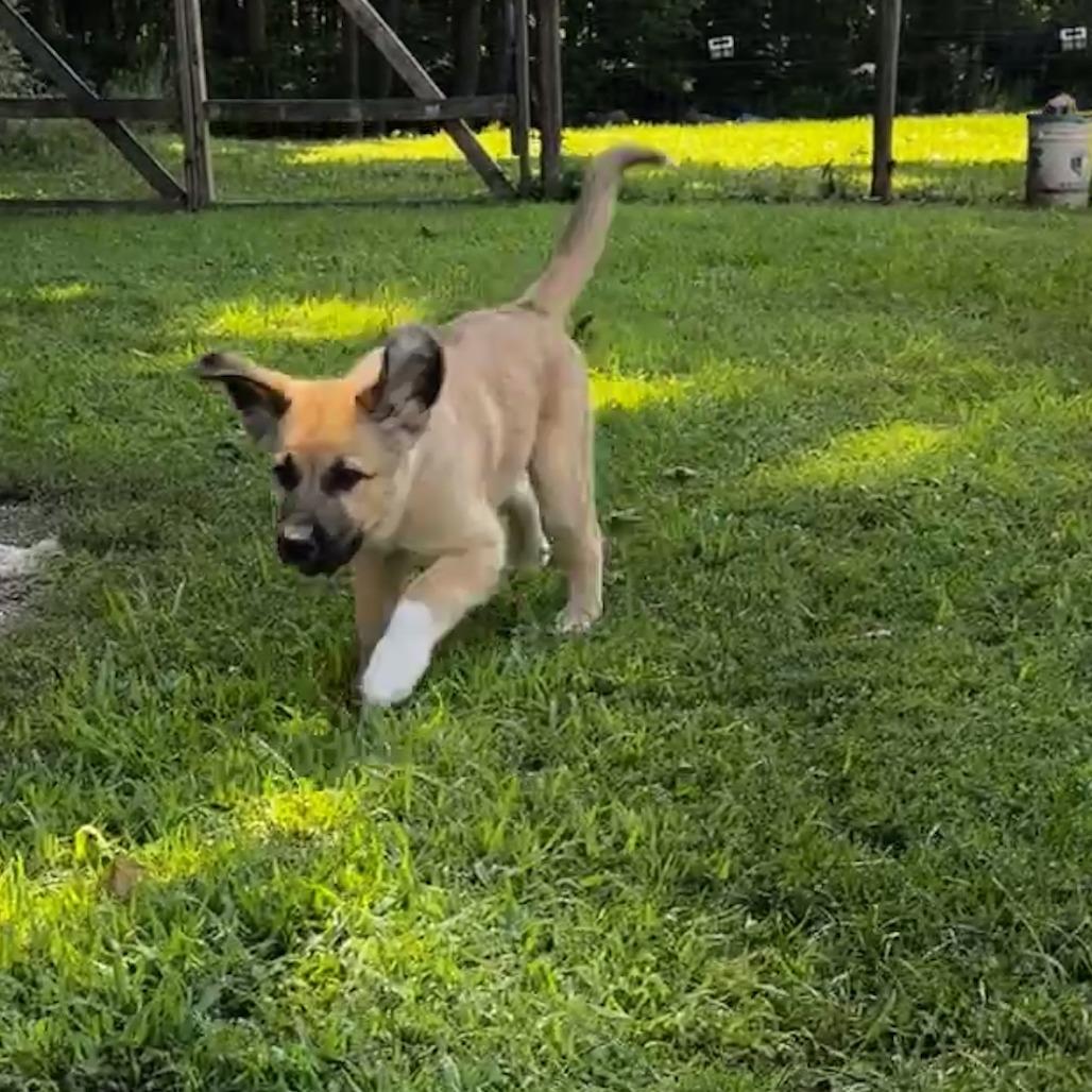 Enlarge NY Blue (Foster in Yorktown Heights NY), a Adoptable mixed breed in Eastford, CT image 4/4