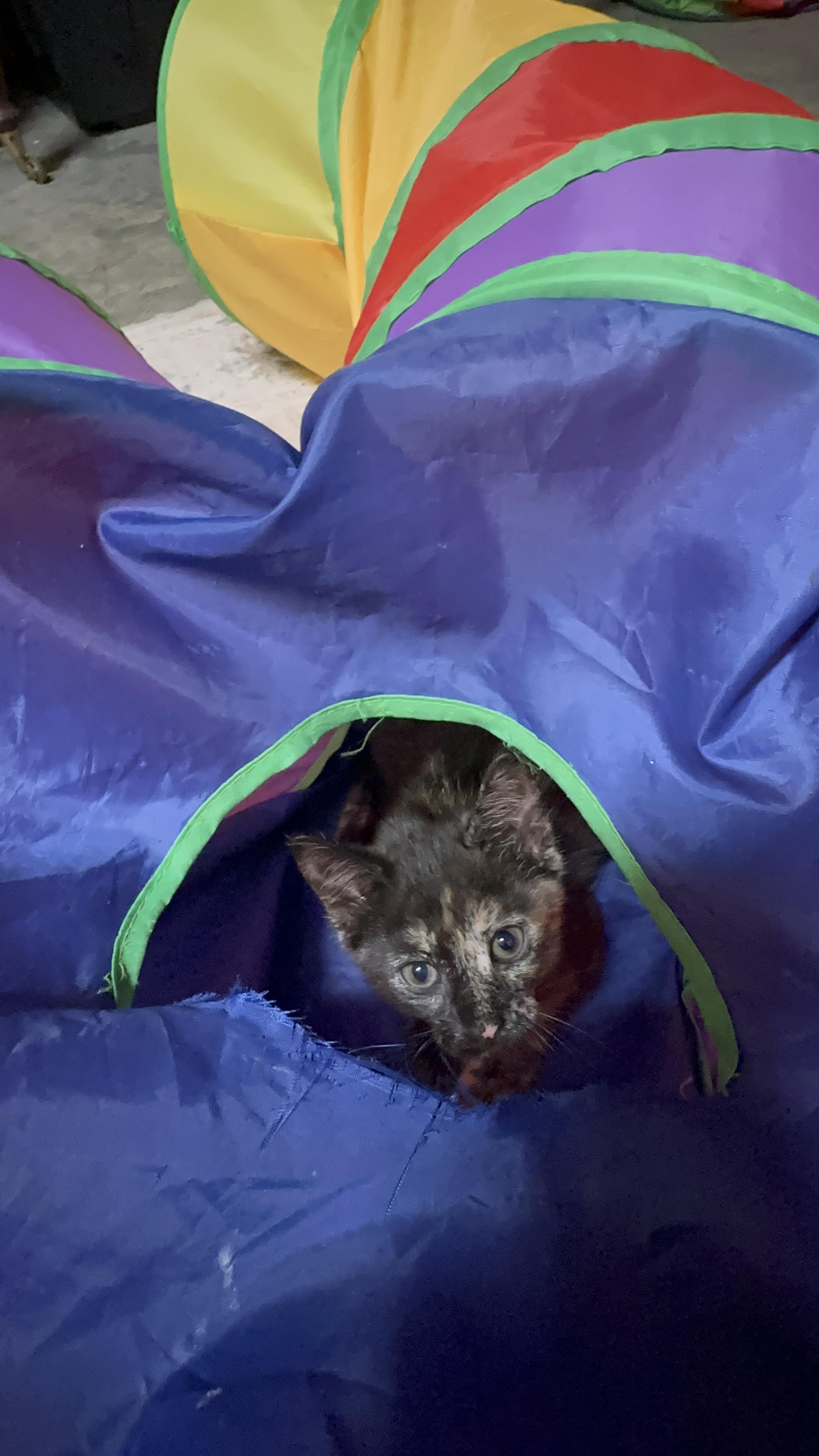 Enlarge Snickers......partial sponsorship, a Adopted mixed breed in Shelton, CT image 3/6