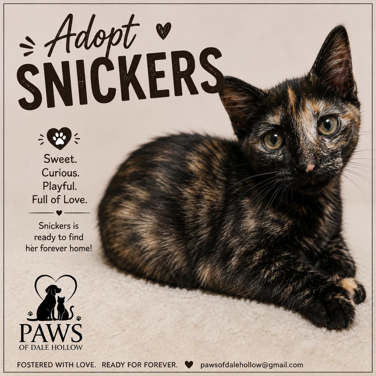 Enlarge Snickers......partial sponsorship, a Adopted mixed breed in Shelton, CT image 1/6