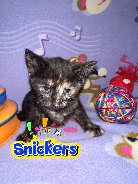 Enlarge Snickers......partial sponsorship, a Adopted mixed breed in Shelton, CT video 4/6