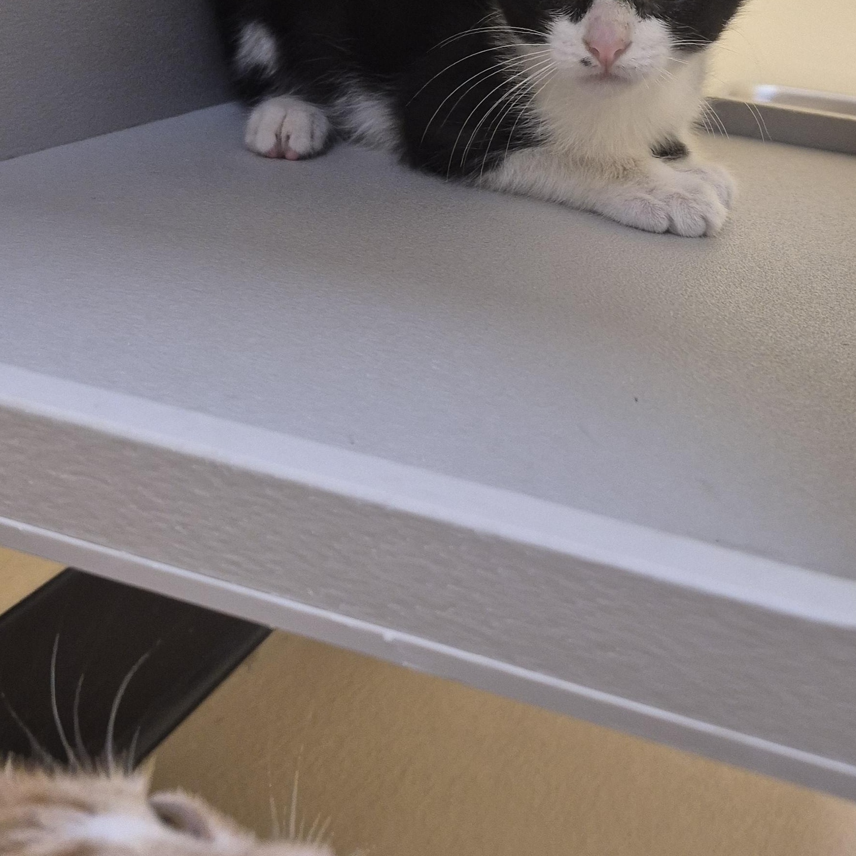 Enlarge Garrus, a Adoptable Domestic Short Hair in Schertz, TX image 2/4