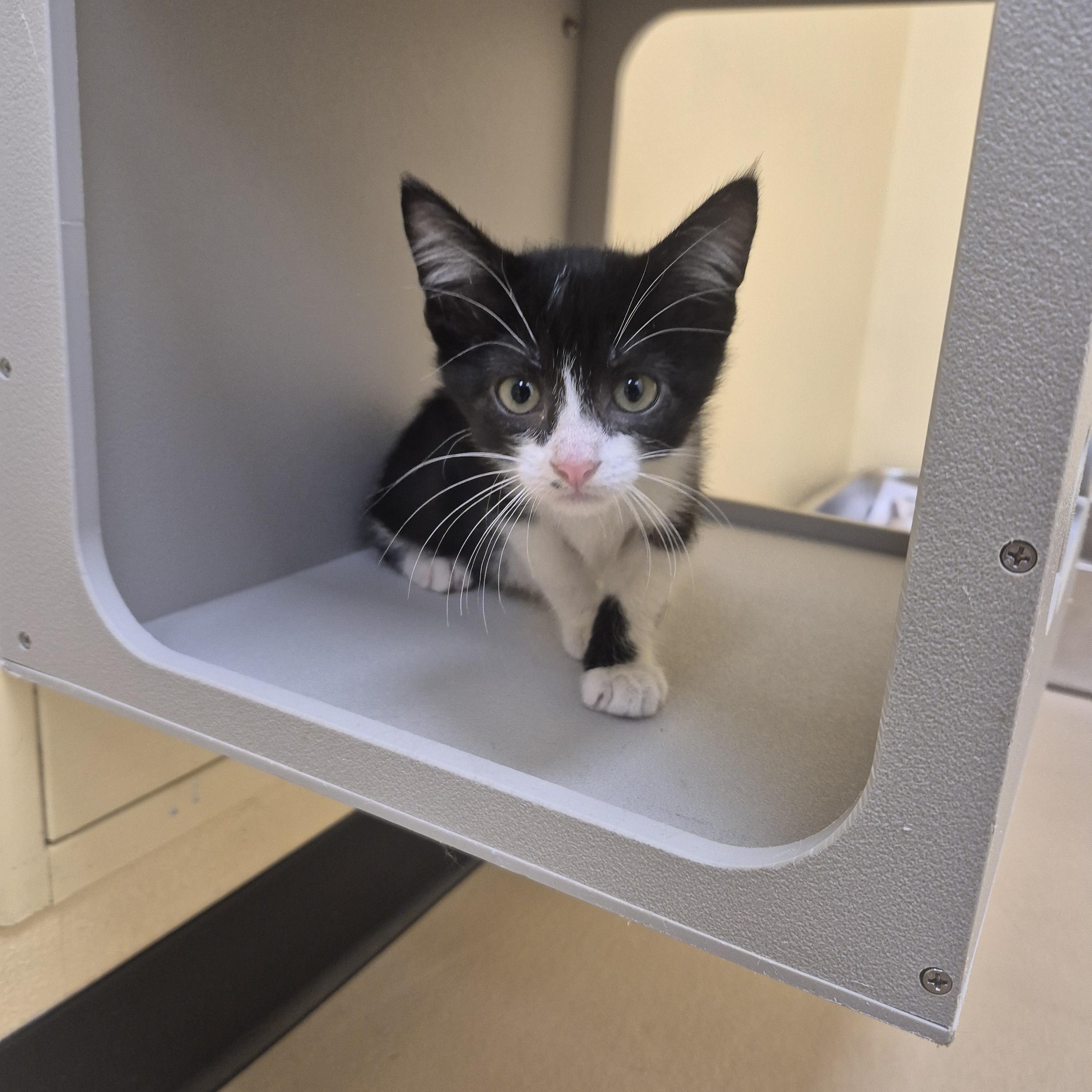 Enlarge Garrus, a Adoptable Domestic Short Hair in Schertz, TX image 4/4