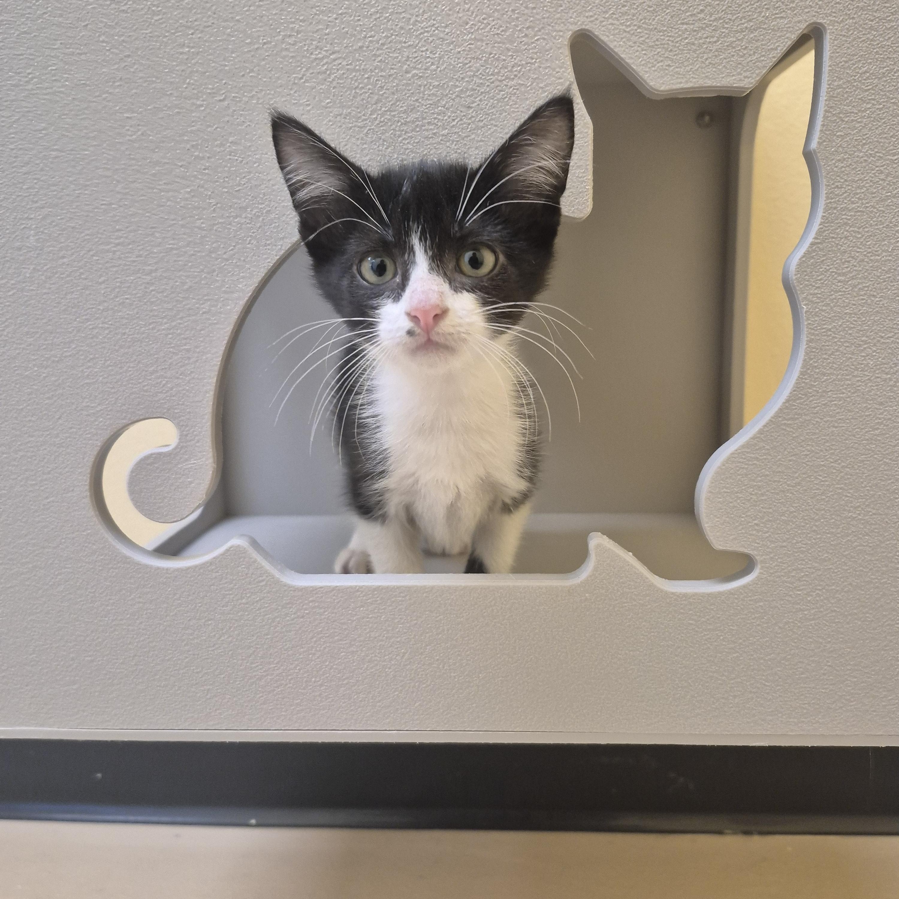 Garrus, Adoptable, Young Male Domestic Short Hair.