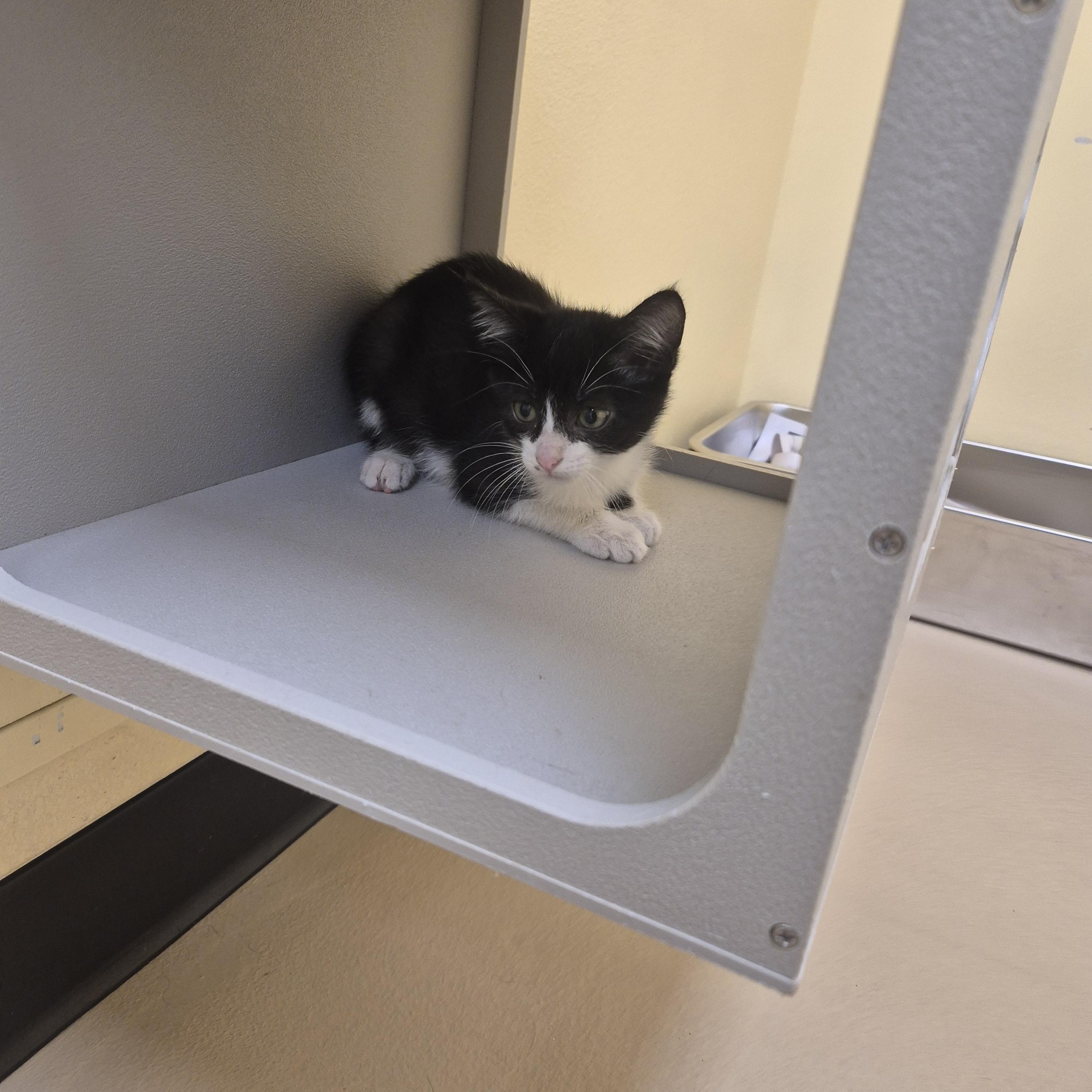 Enlarge Garrus, a Adoptable Domestic Short Hair in Schertz, TX image 3/4