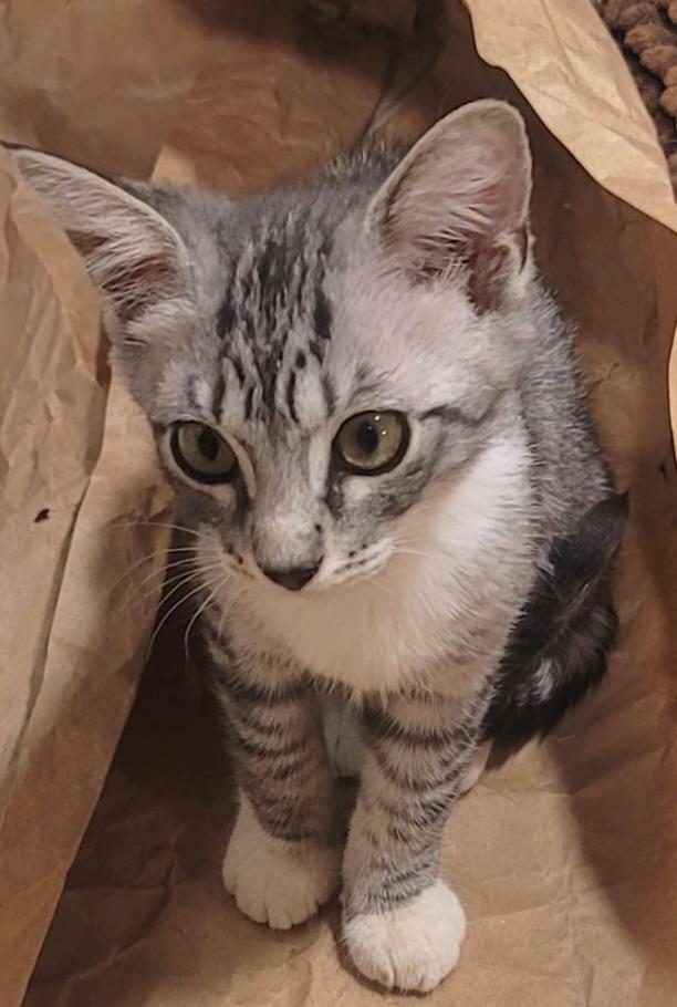 Enlarge Biko, an adopted Tabby in Springfield, OR image 3/4