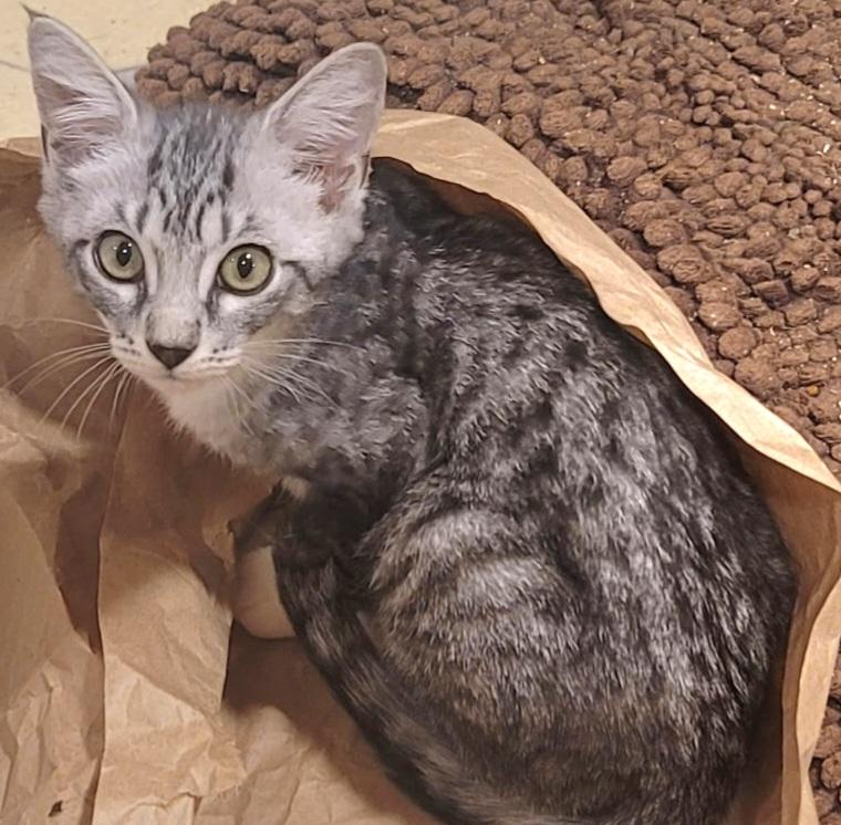 Enlarge Biko, an adopted Tabby in Springfield, OR image 4/4