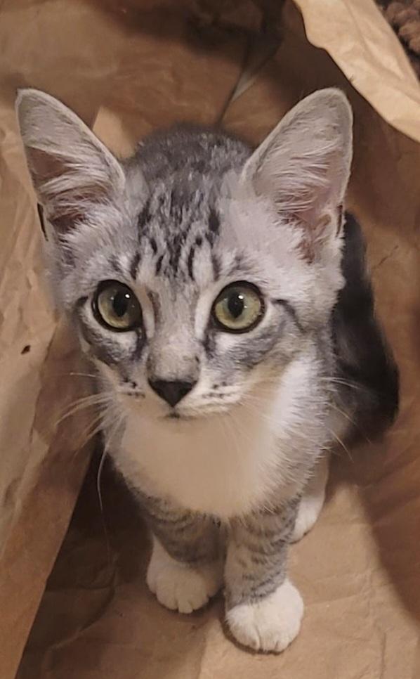 Biko, adopted, Kitten Male Tabby.