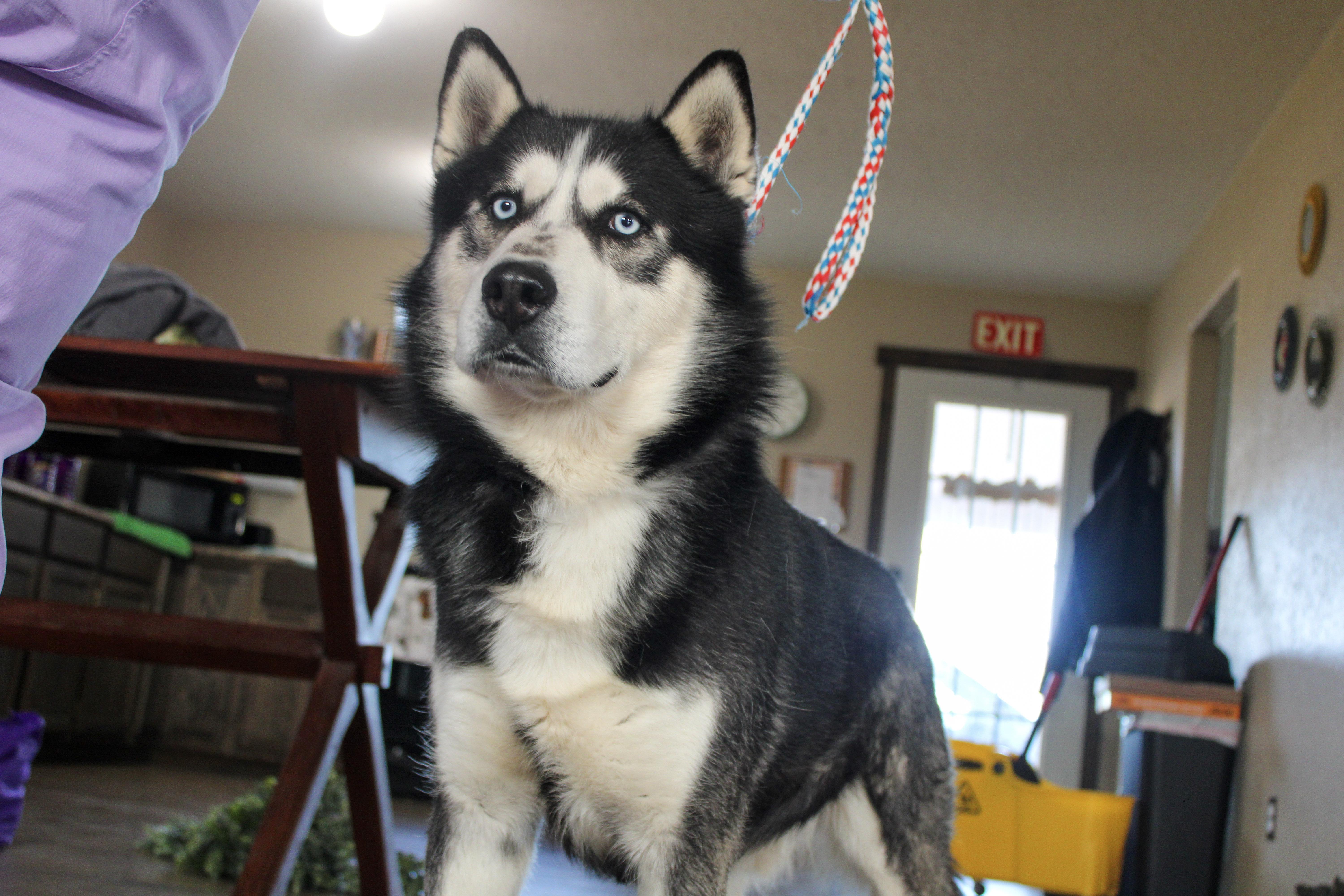 Wolf, ADOPTABLE, Adult Male Siberian Husky.