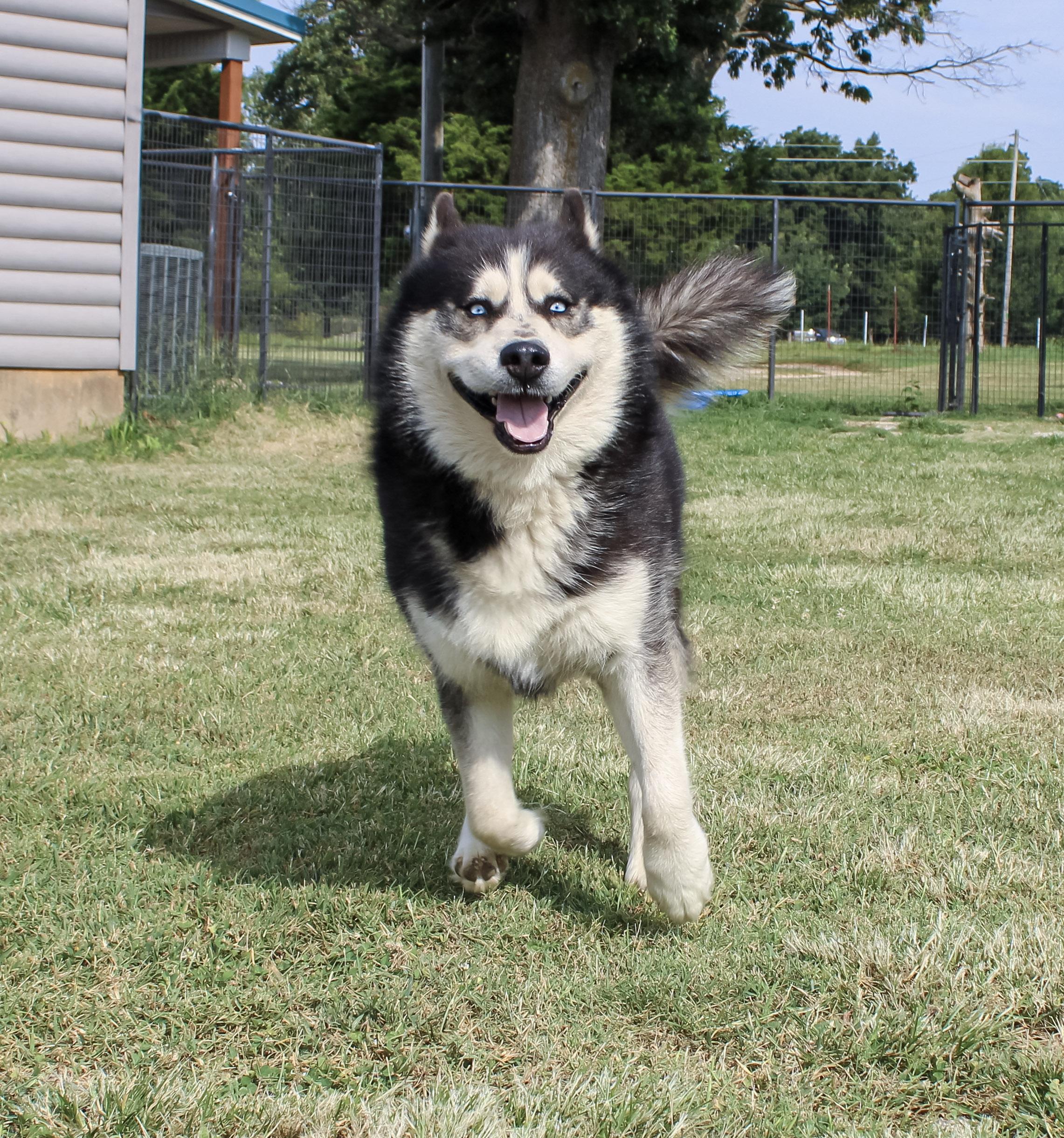 Enlarge Wolf, an adoptable Siberian Husky in Neosho, MO image 4/4