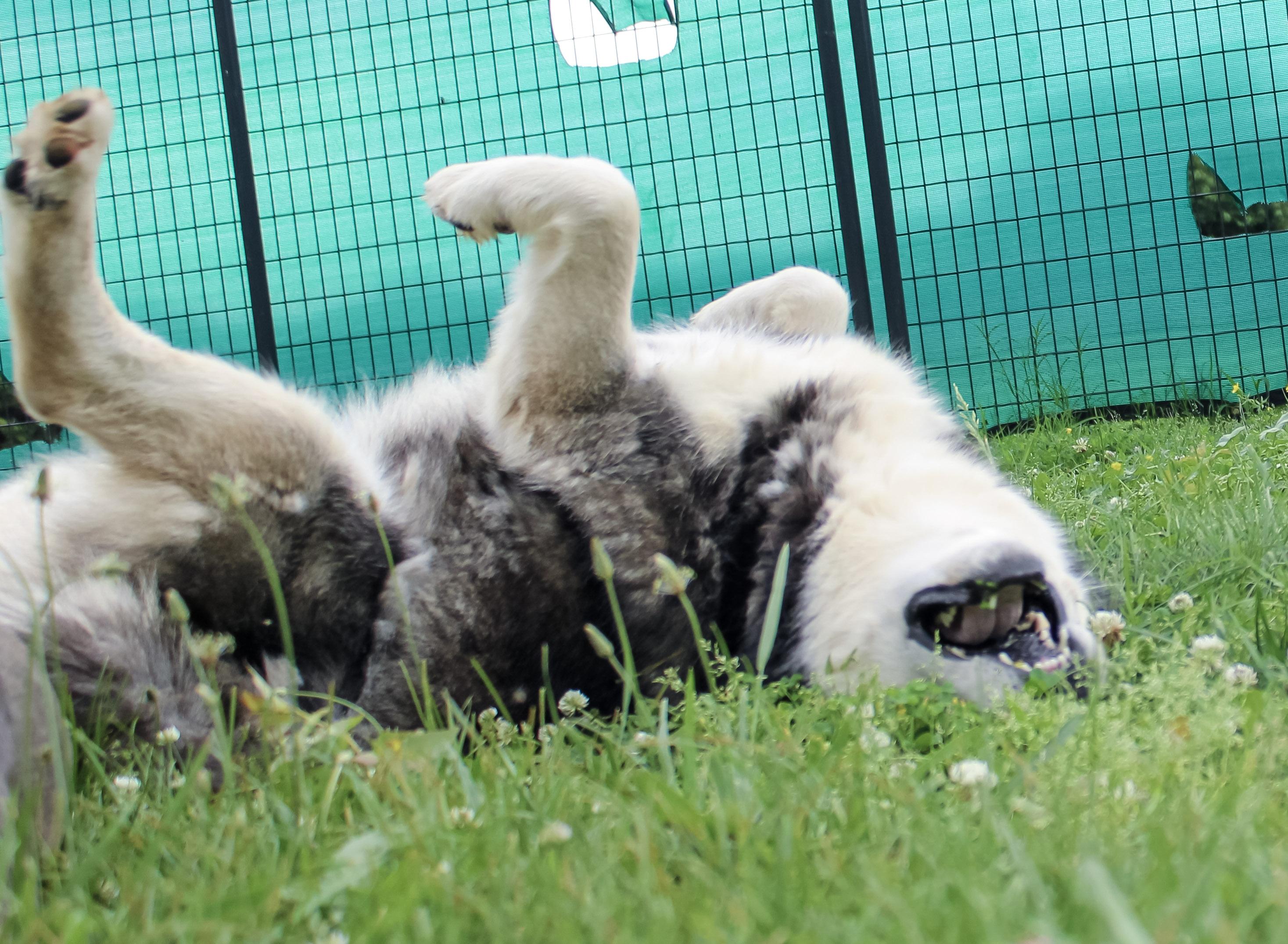 Wolf, adoptable, Adult Male Siberian Husky.