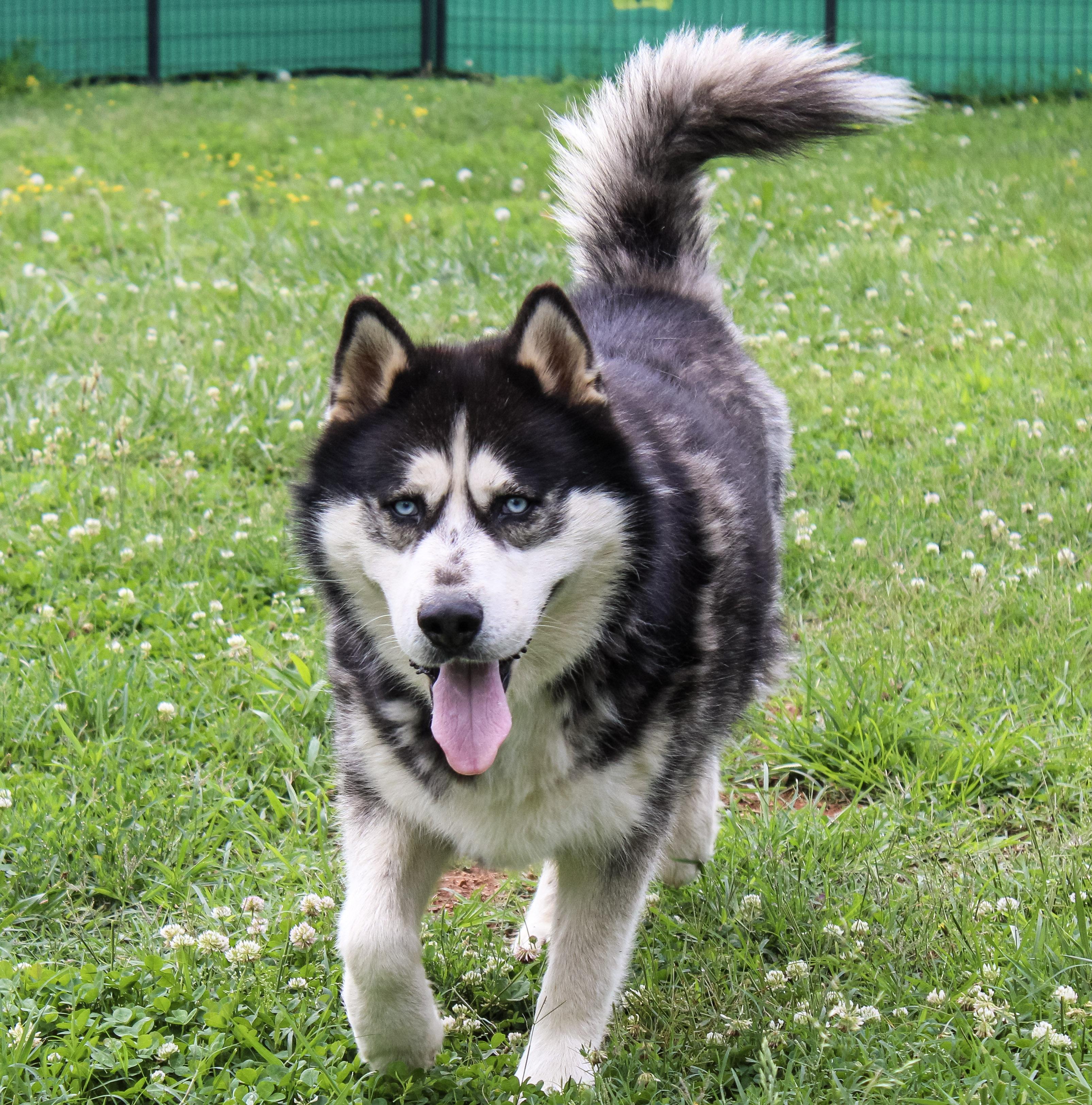 Enlarge Wolf, an adoptable Siberian Husky in Neosho, MO image 3/4