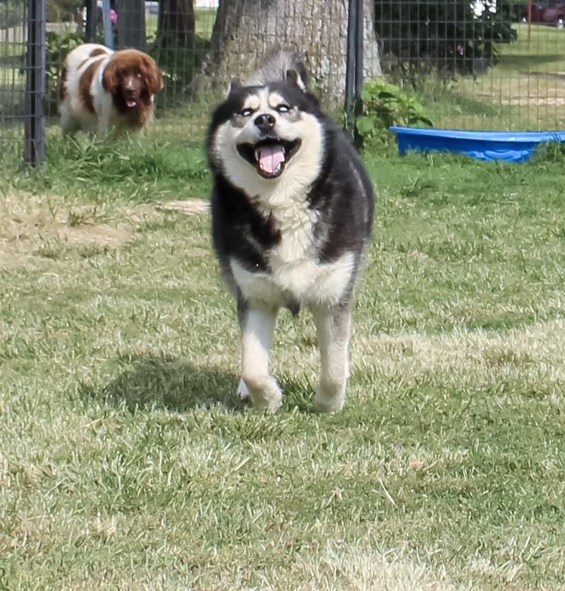 Enlarge Wolf, an adoptable Siberian Husky in Neosho, MO image 2/4