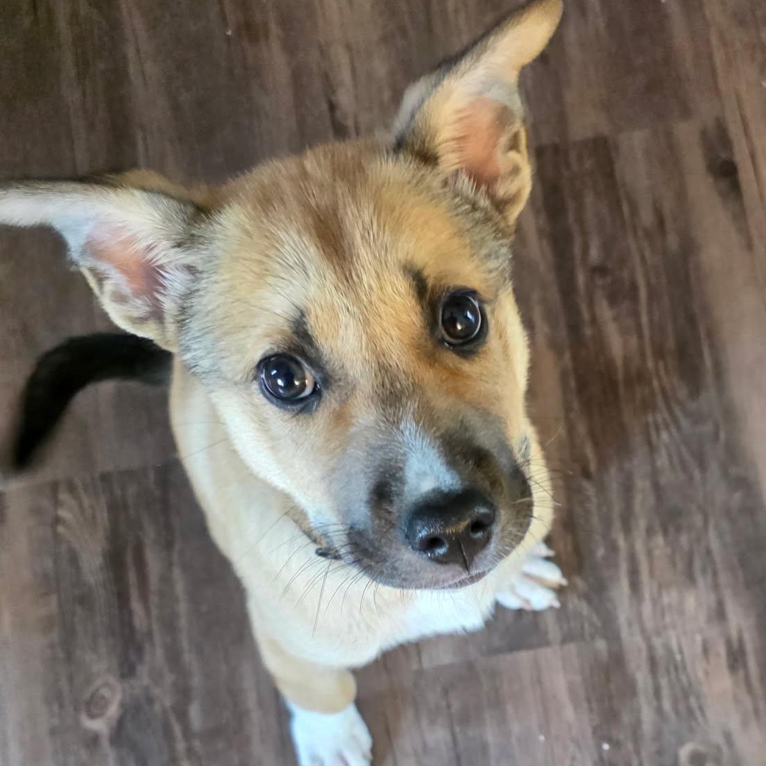 Chase (In Foster), a ADOPTABLE Mixed Breed in Watertown, WI image 5/6